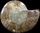 Cut Ammonite Fossil (Half) - Agatized #42523-1